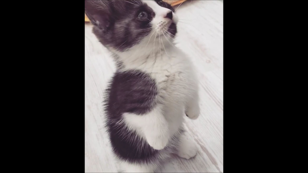 猫好き必見 子猫ちゃんの可愛すぎる動画を紹介 癒し猫の泉